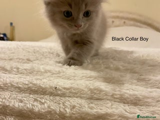 Ragdoll cats RARE PURE BRED FAWN RAGDOLL BABIES - Advert 1