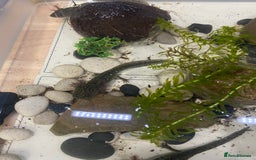 Axolotl reptiles for sale: Axolotl juveniles - Image 6