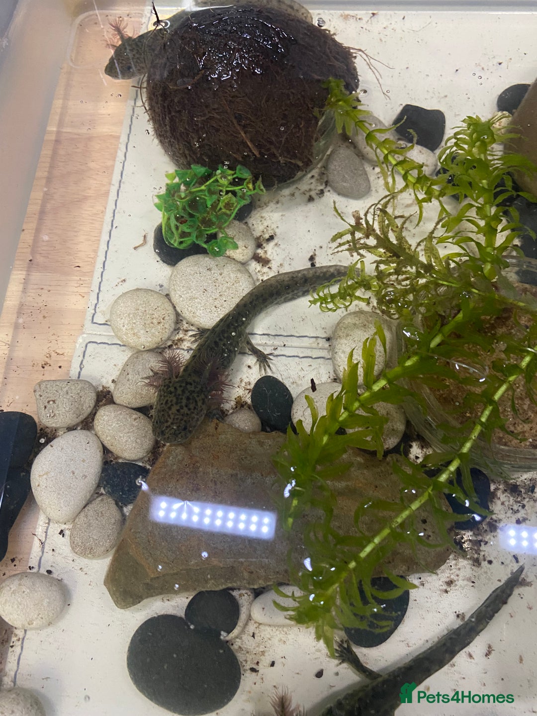 Axolotl reptiles for sale: Axolotl juveniles - Image 6