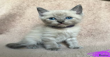 Ragdoll cats - Advert 1