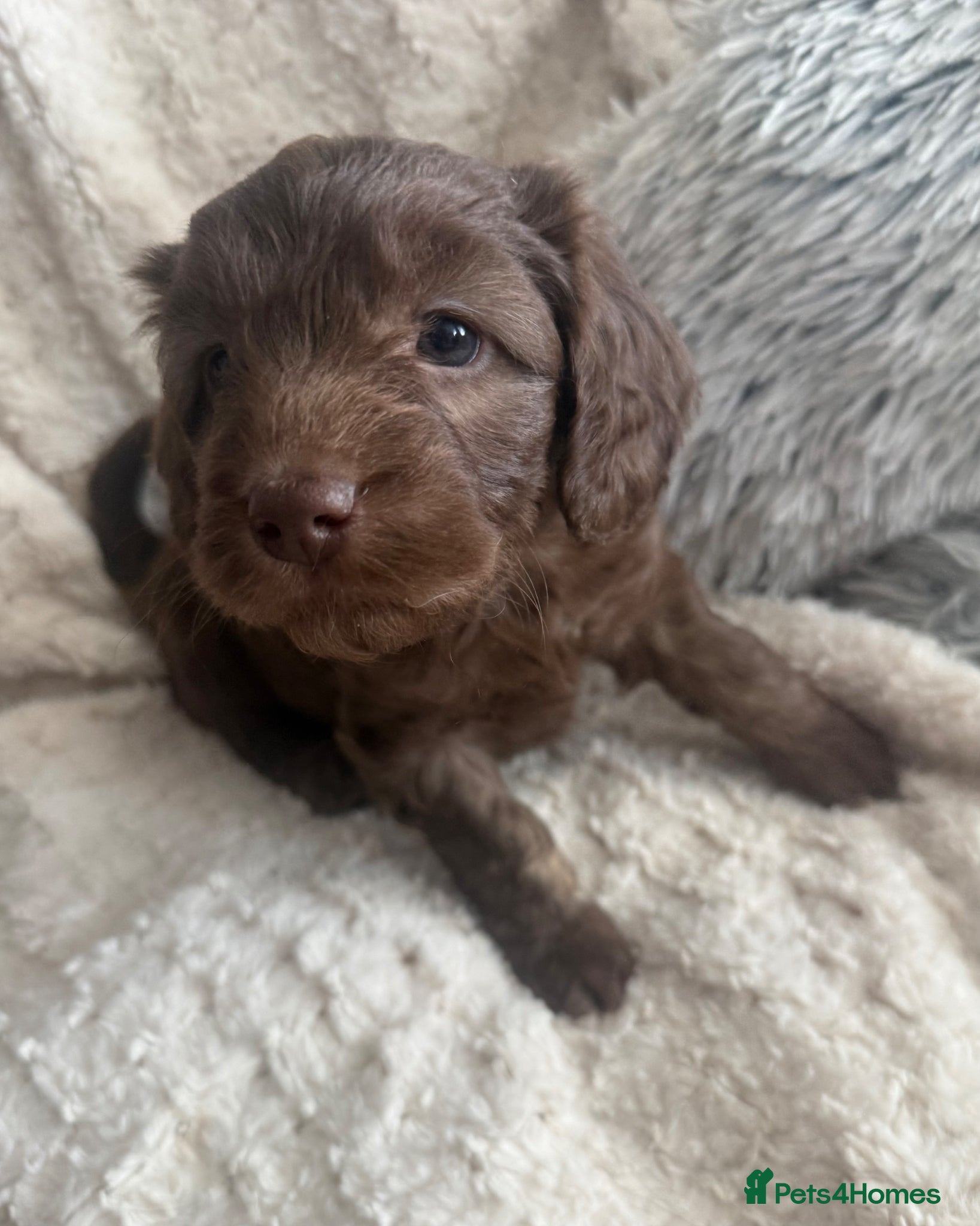 Mixed Breed dogs Gorgeous Multigen puppies - Advert 2