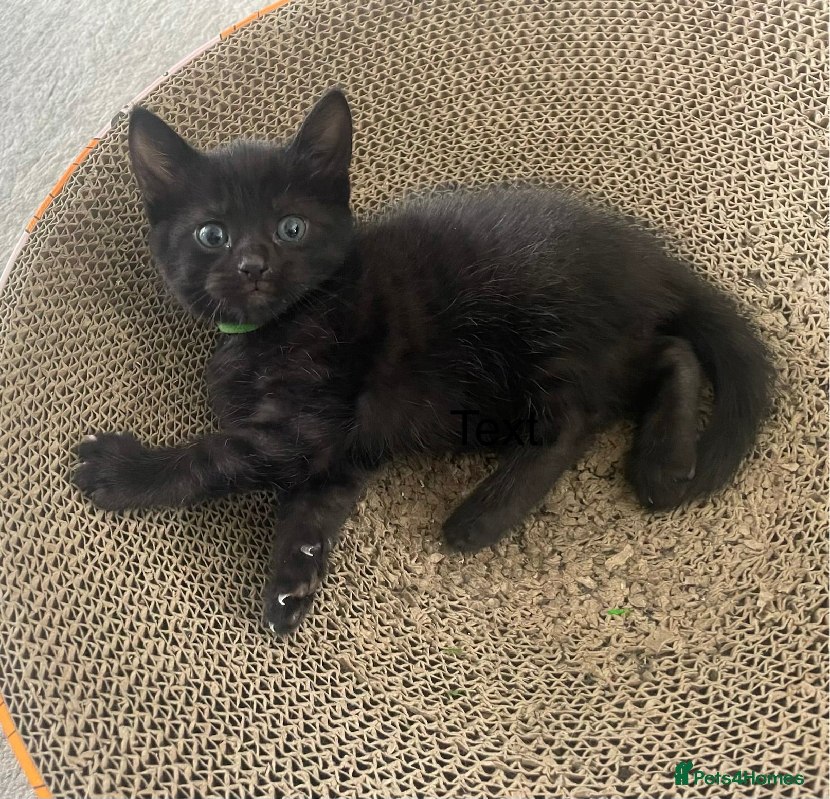 Domestic Shorthair cats 5 Beautiful kittens  🐈‍⬛🐈‍⬛ - Advert 11