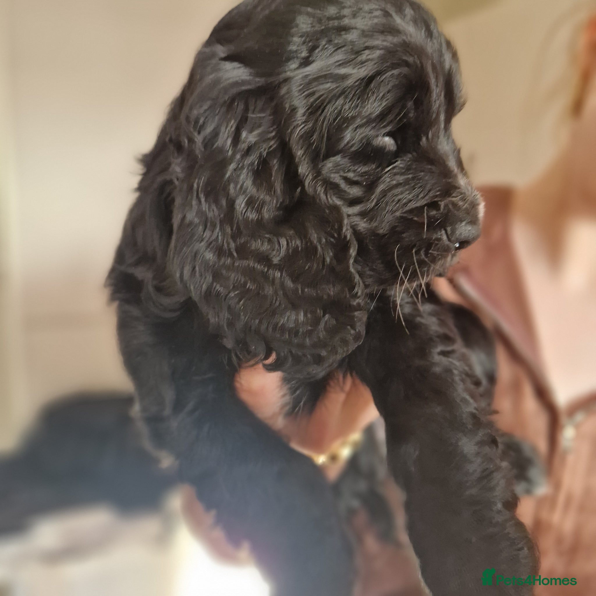 Sprocker dogs 3 BEAUTIFULL SPROCKERS FOR SALE! - Advert 1