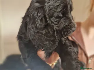 Sprocker dogs 3 BEAUTIFULL SPROCKERS FOR SALE! - Advert 1