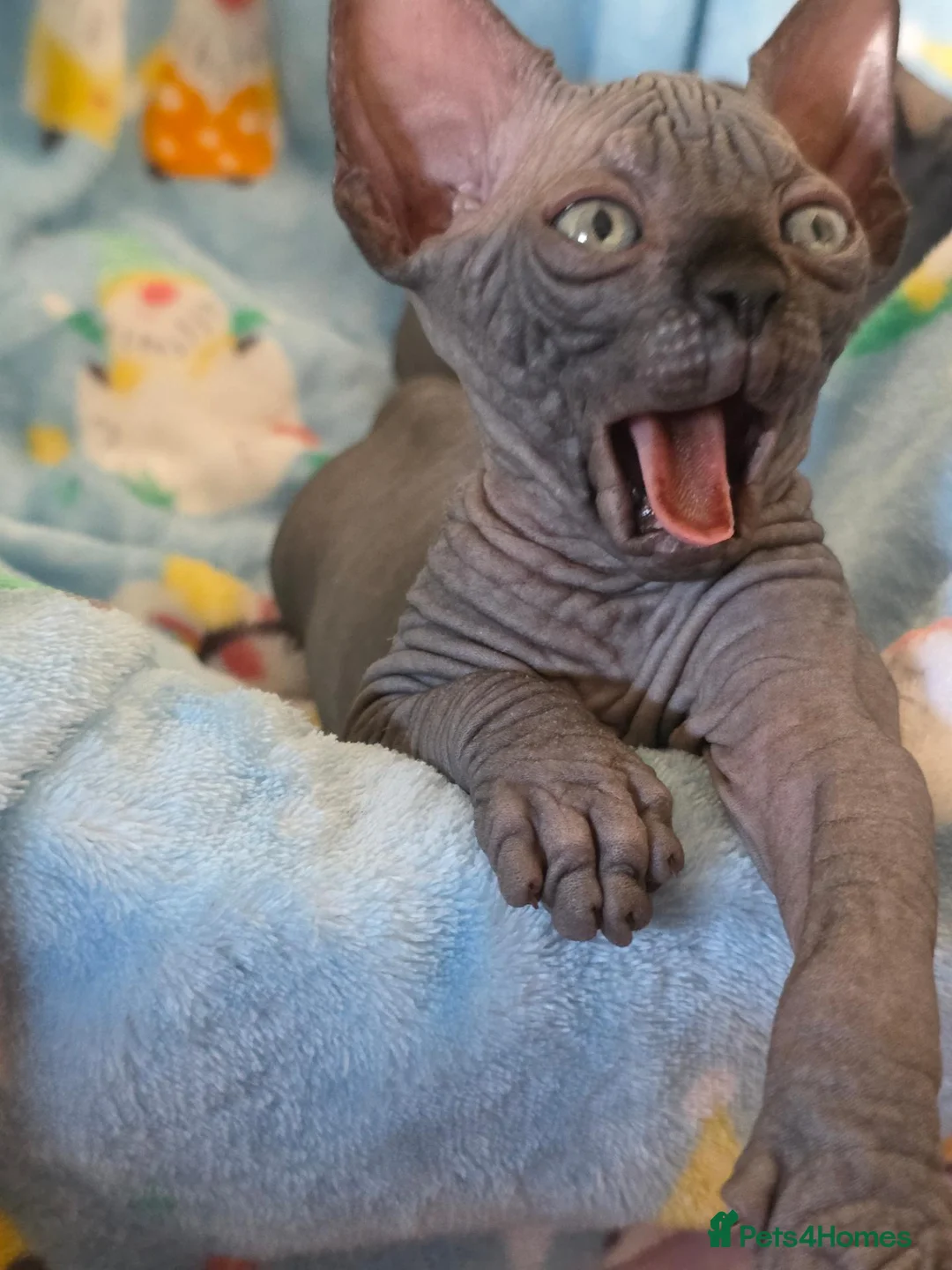 Sphynx cats for sale: ✨ Exceptional Sphynx Kittens Available ✨ - Advert 2