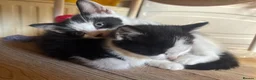 Mixed Breed cats for sale: Beautiful Kittens  in Newnham - Advert 10