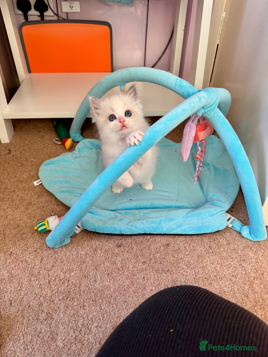 Ragdoll cats for sale: Beautiful Registered Ragdoll Kittens Available  - Advert 33