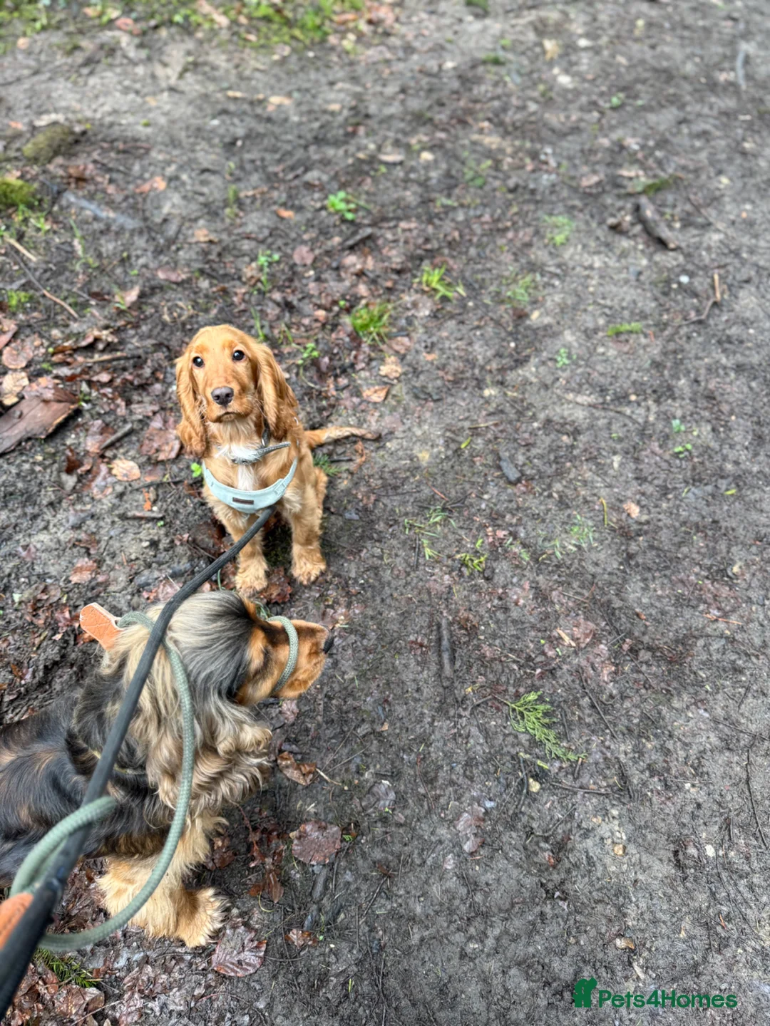 Cocker Spaniel dogs for sale: Golden Cocker girl in Warminster - Advert 1