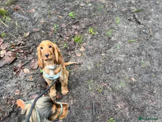 Cocker Spaniel dogs Golden Cocker girl - Advert 1