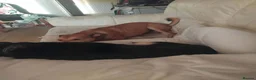 Mixed Breed dogs for adoption: Katie - Rollesby Norfolk  in Great Yarmouth - Advert 3