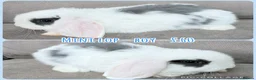 Mini Lop rabbits for sale: Mini Lop Rabbits - Advert 5