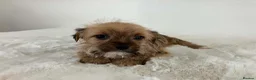 Sealyham Terrier dogs for sale: Sealyham miniture terrier - Advert 6