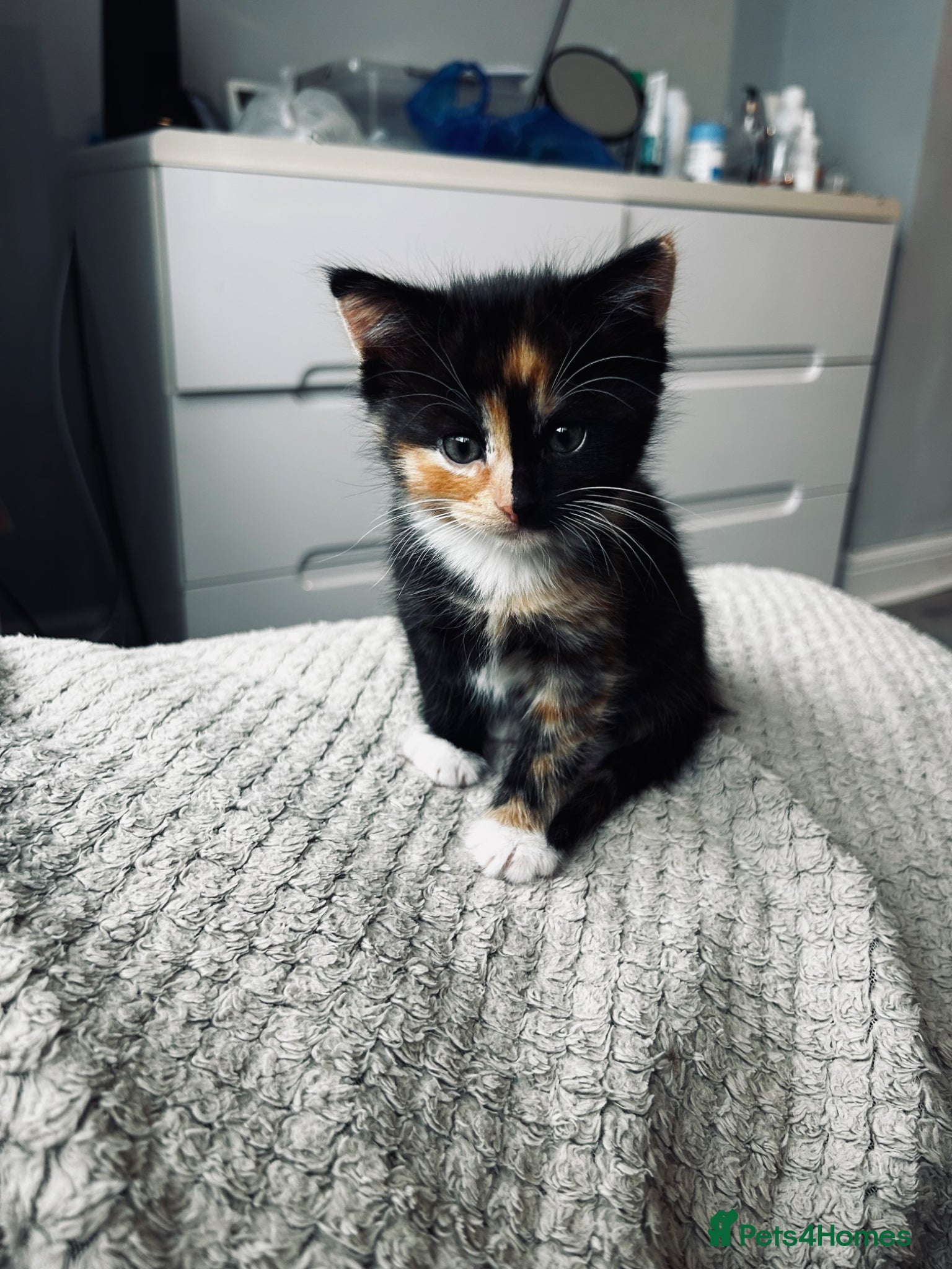 Mixed Breed cats 2 beautiful kittens  - Advert 7