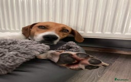 Mixed Breed dogs for adoption: Roscoe Looking For His Forever Home  - Image 4