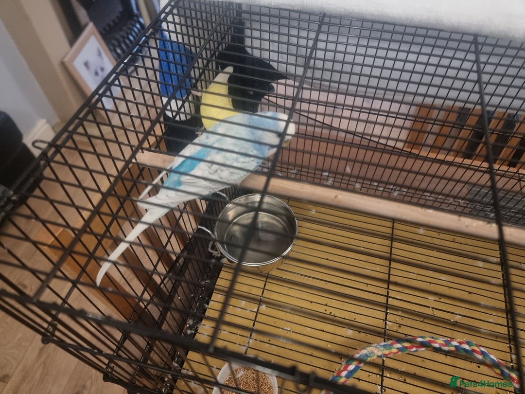 Budgerigars birds for sale: Two budgies and cage - Image 5