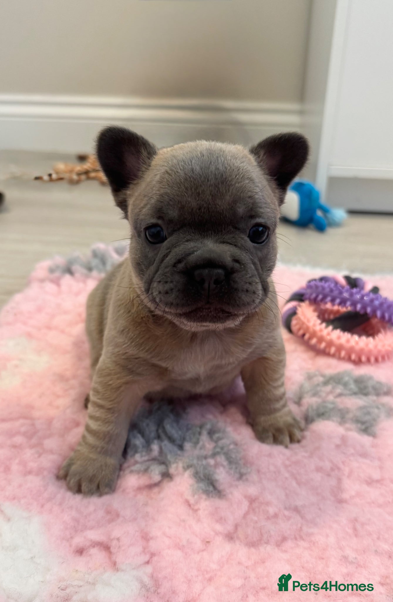 French Bulldog dogs French Bulldog Puppies  - Advert 21