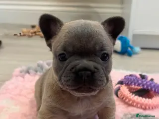 French Bulldog dogs French Bulldog Puppies - Advert 21