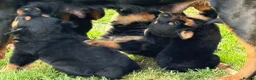 Rottweiler dogs for sale: Rottweiler puppies West Sussex / Surrey border - Advert 4