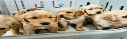 Golden Retriever dogs for sale: Extensively health tested kc reg golden retrievers - Advert 10