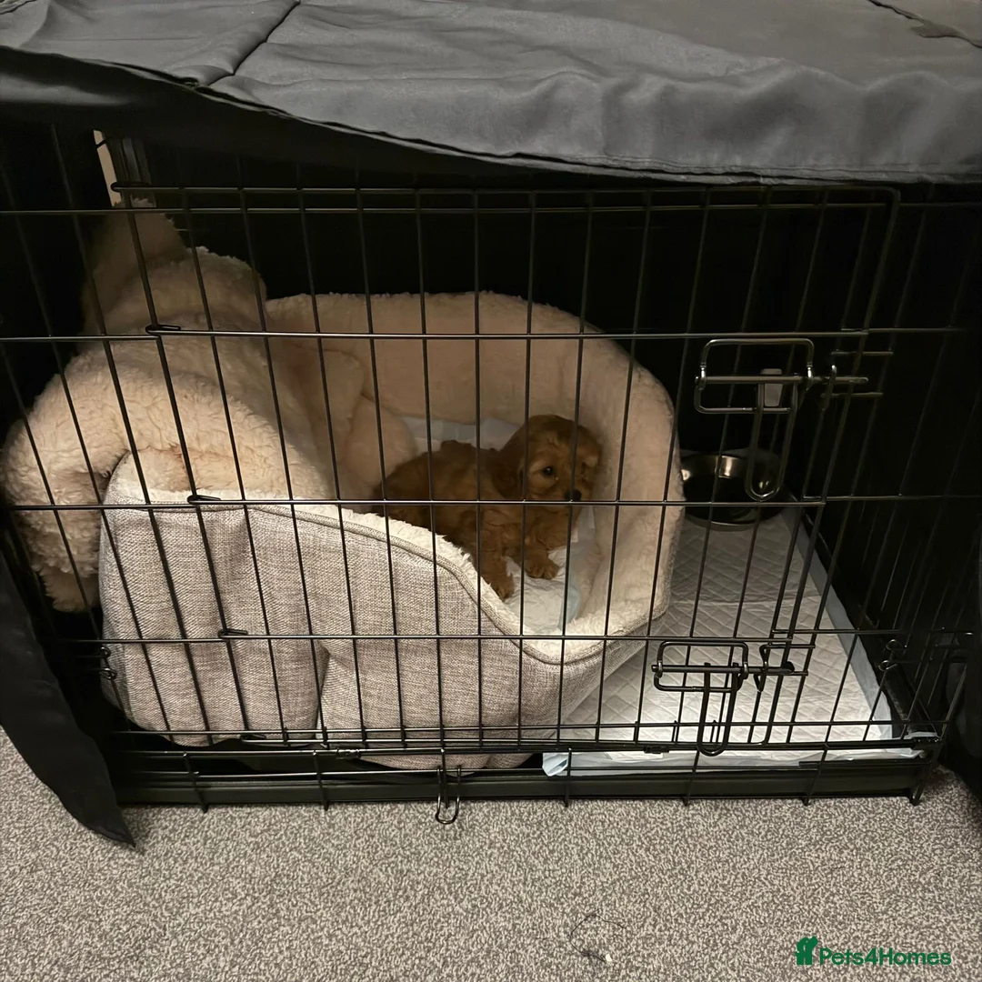 Cavapoo dogs for sale: Stunning Male Cavapoo for sale in Birmingham - Advert 4