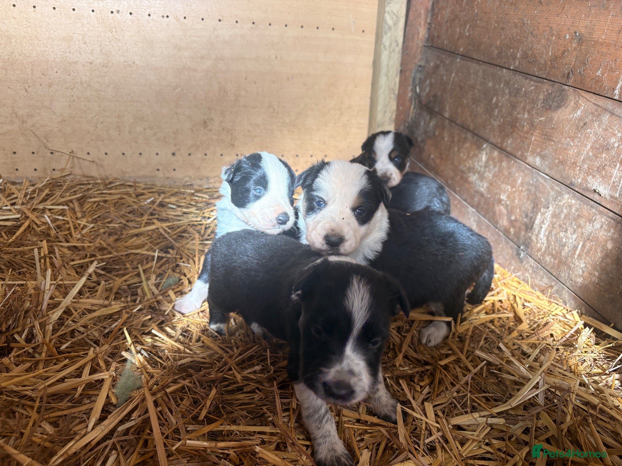 Border Collie dogs Beautiful Tri-coloured&Black&white collie puppies  - Advert 16