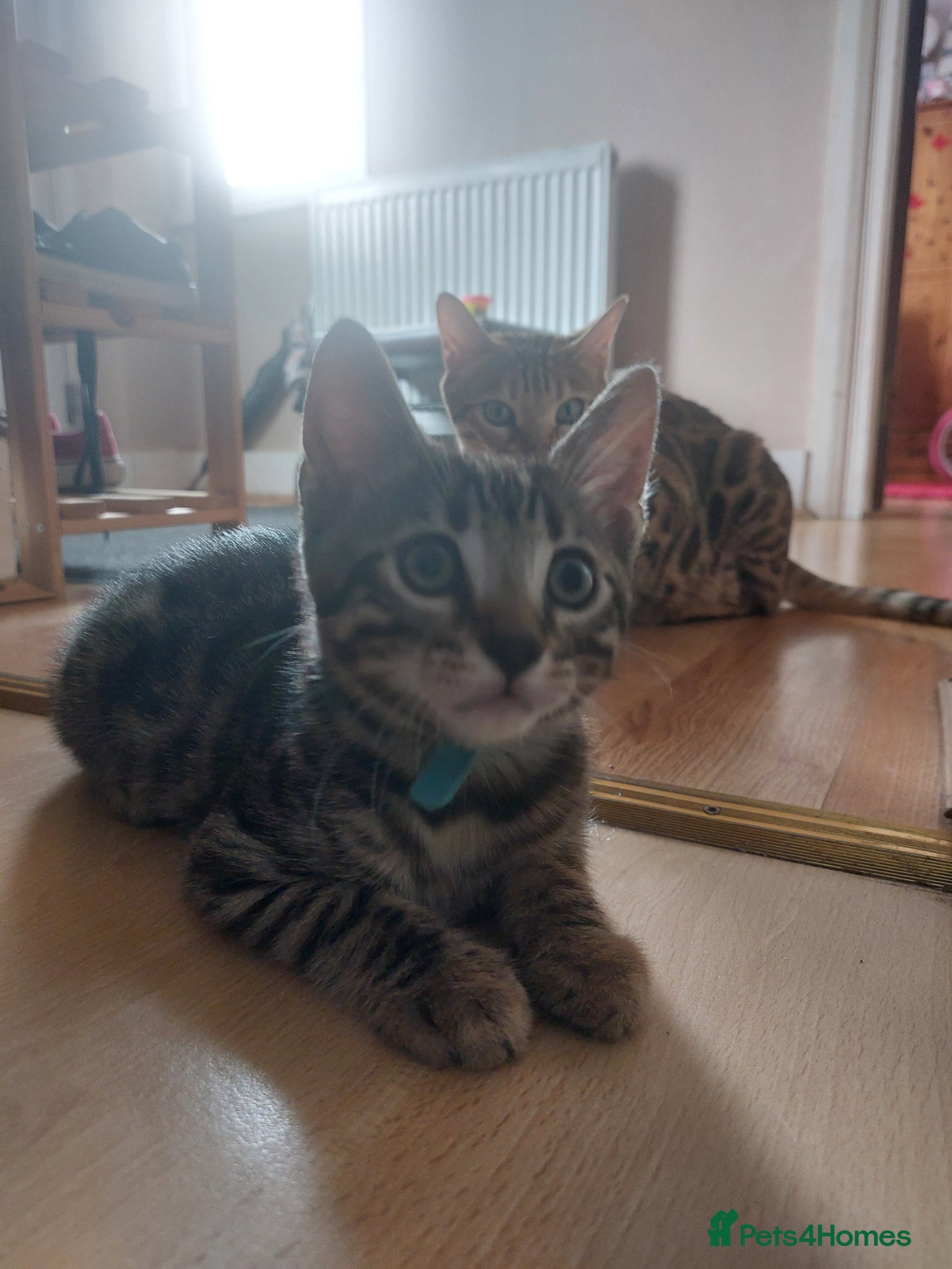 Mixed Breed cats Mixed/ x tabby/ half bengal kittens💙🧡💚 - Advert 9