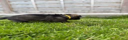 German Shepherd dogs for sale: 🐾 Working line German Shepherd puppies 🐾  - Advert 12