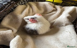 Guinea Pig rodents for sale: Beautiful baby guinea pigs for sale  - Image 4