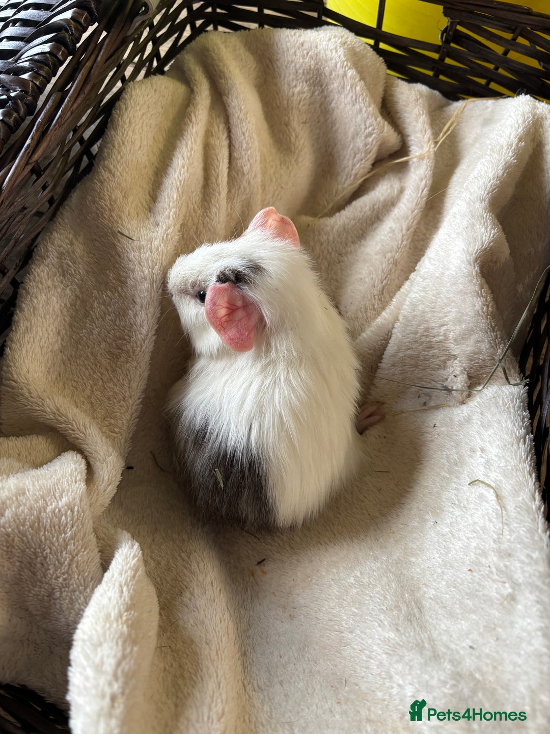 Guinea Pig rodents for sale: Beautiful baby guinea pigs for sale  - Image 4