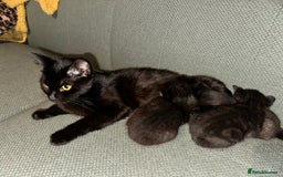 Domestic Shorthair cats for sale: ✨ Adorable Black Kittens Ready for Loving Homes  - Image 2