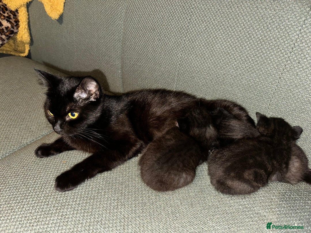 Domestic Shorthair cats for sale: ✨ Adorable Black Kittens Ready for Loving Homes  - Image 2