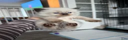 Ragdoll cats for sale: Beautiful pedigree ragdolls  - Advert 22