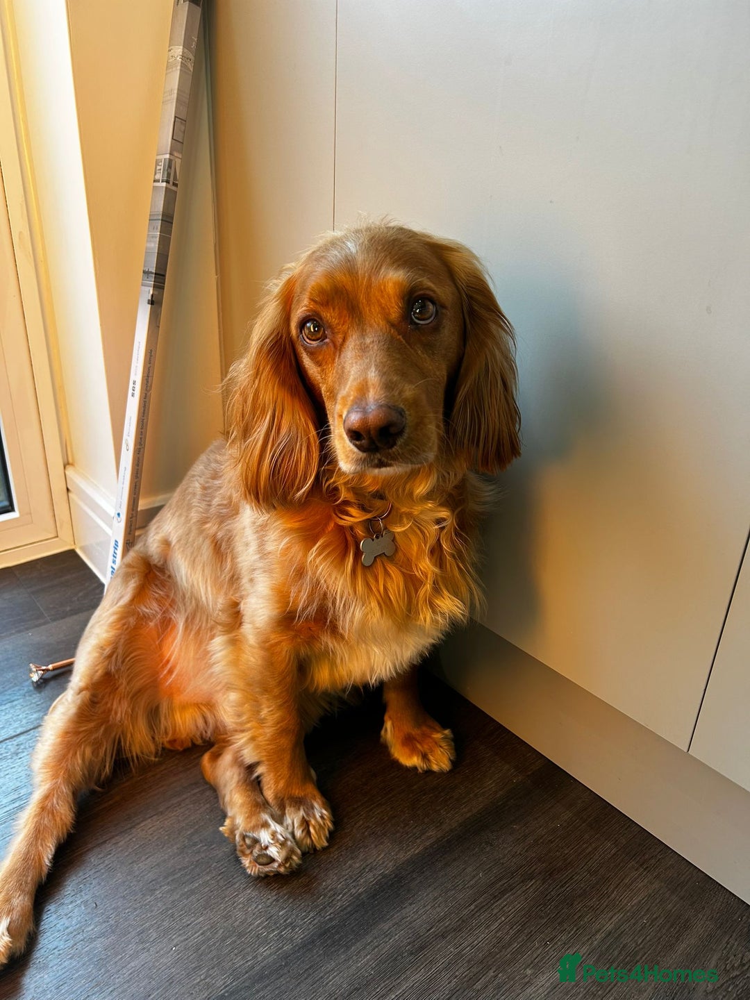 Cocker Spaniel dogs for adoption: Handsome & loyal REGGIE needs a new Loving Home - Image 6