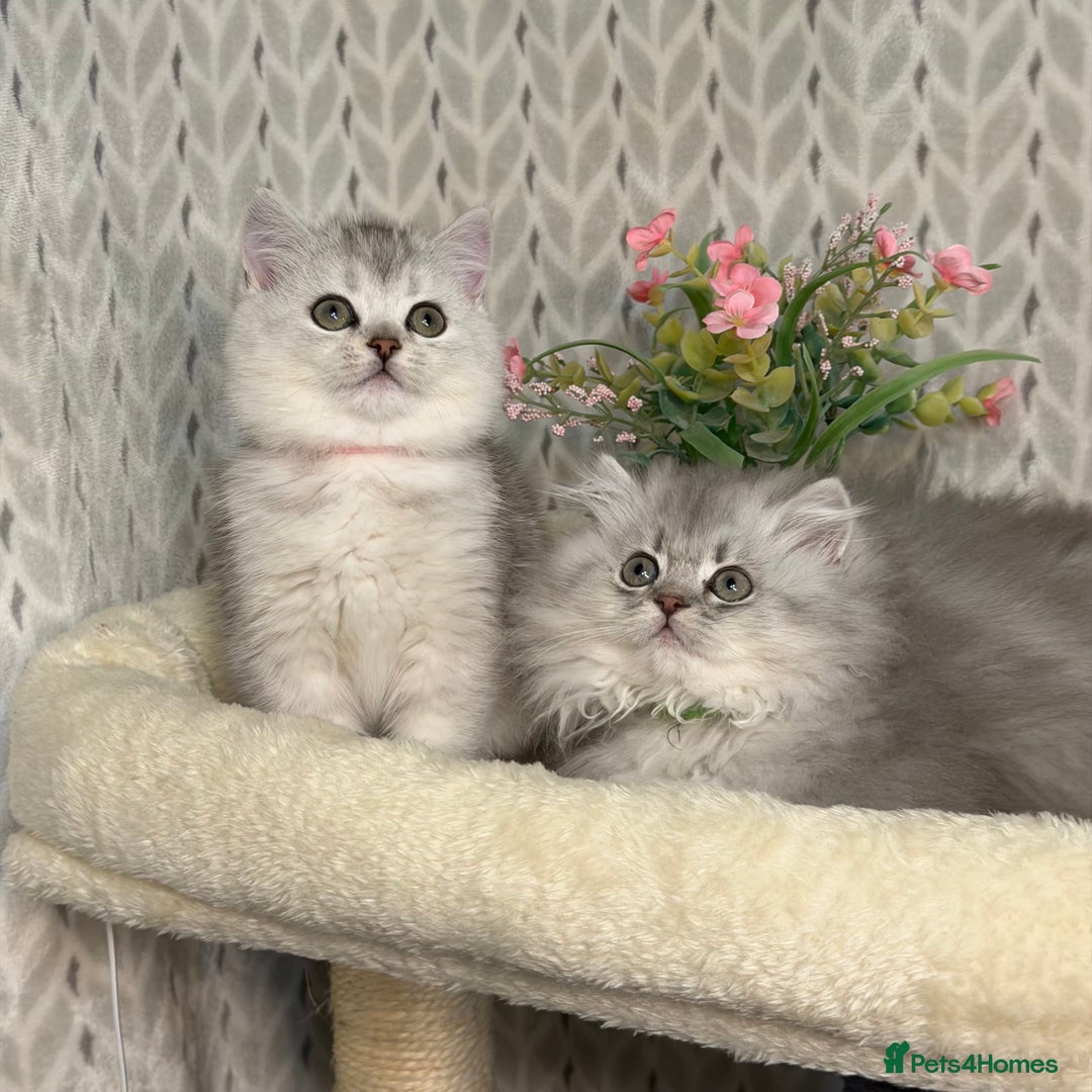 British Longhair cats for sale: British Longhair/Shorthair kittens TICA - Advert 9