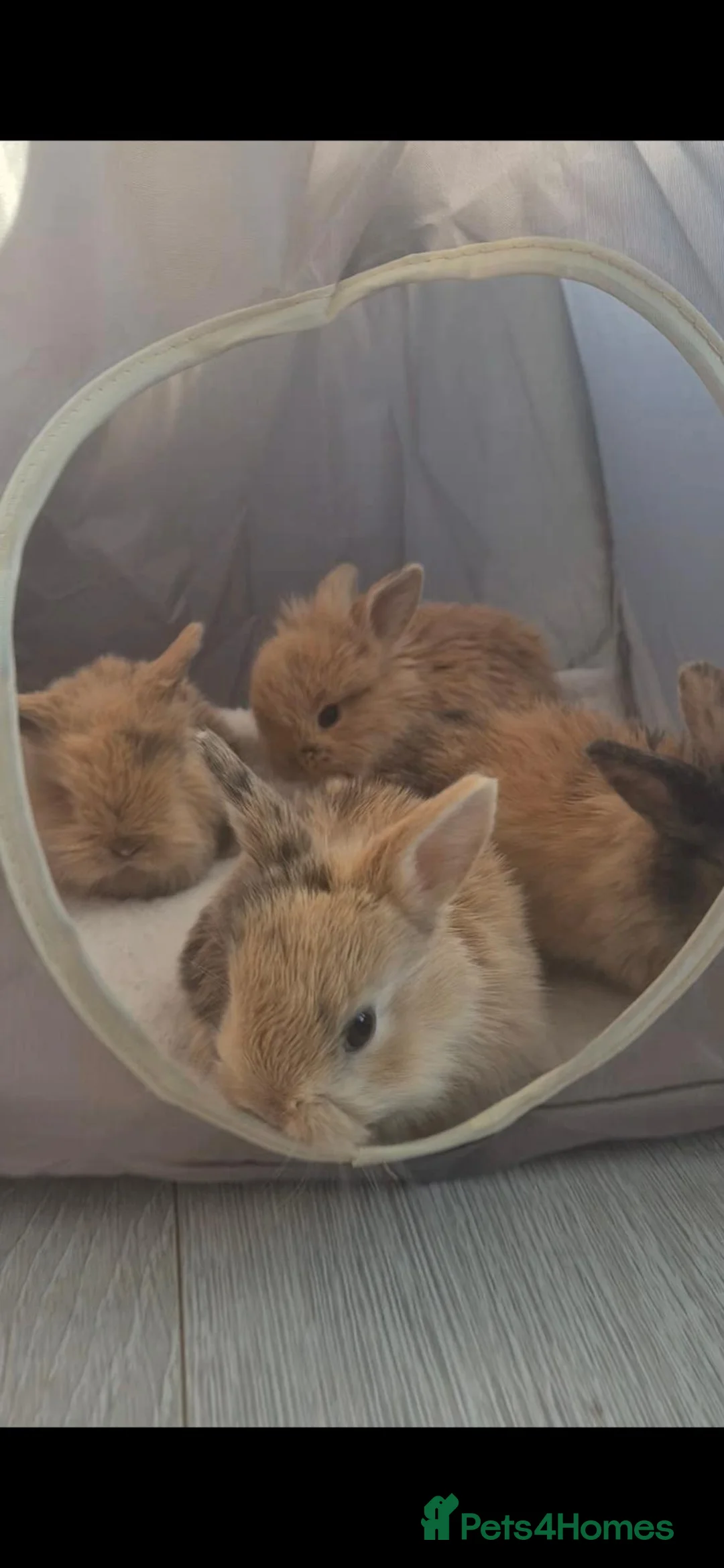 Mixed Breed rabbits for sale: READY NOW - KITS - Advert 2