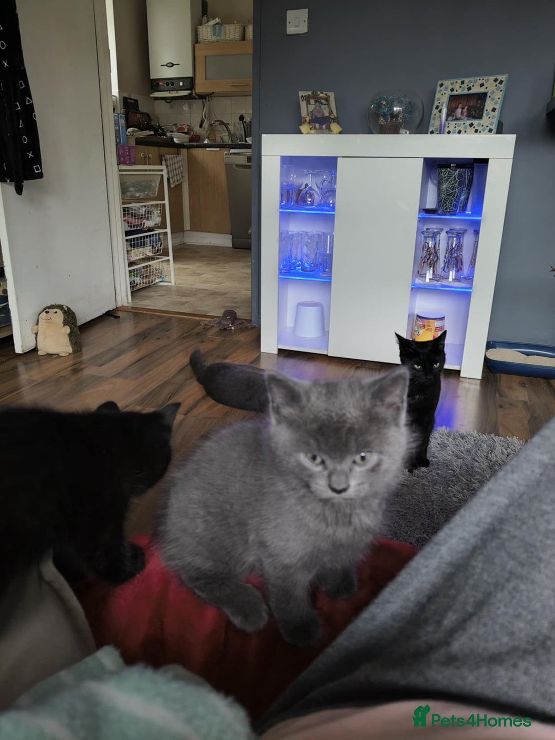 Domestic Shorthair cats for sale: 4 beautiful kittens for sale  - Advert 5