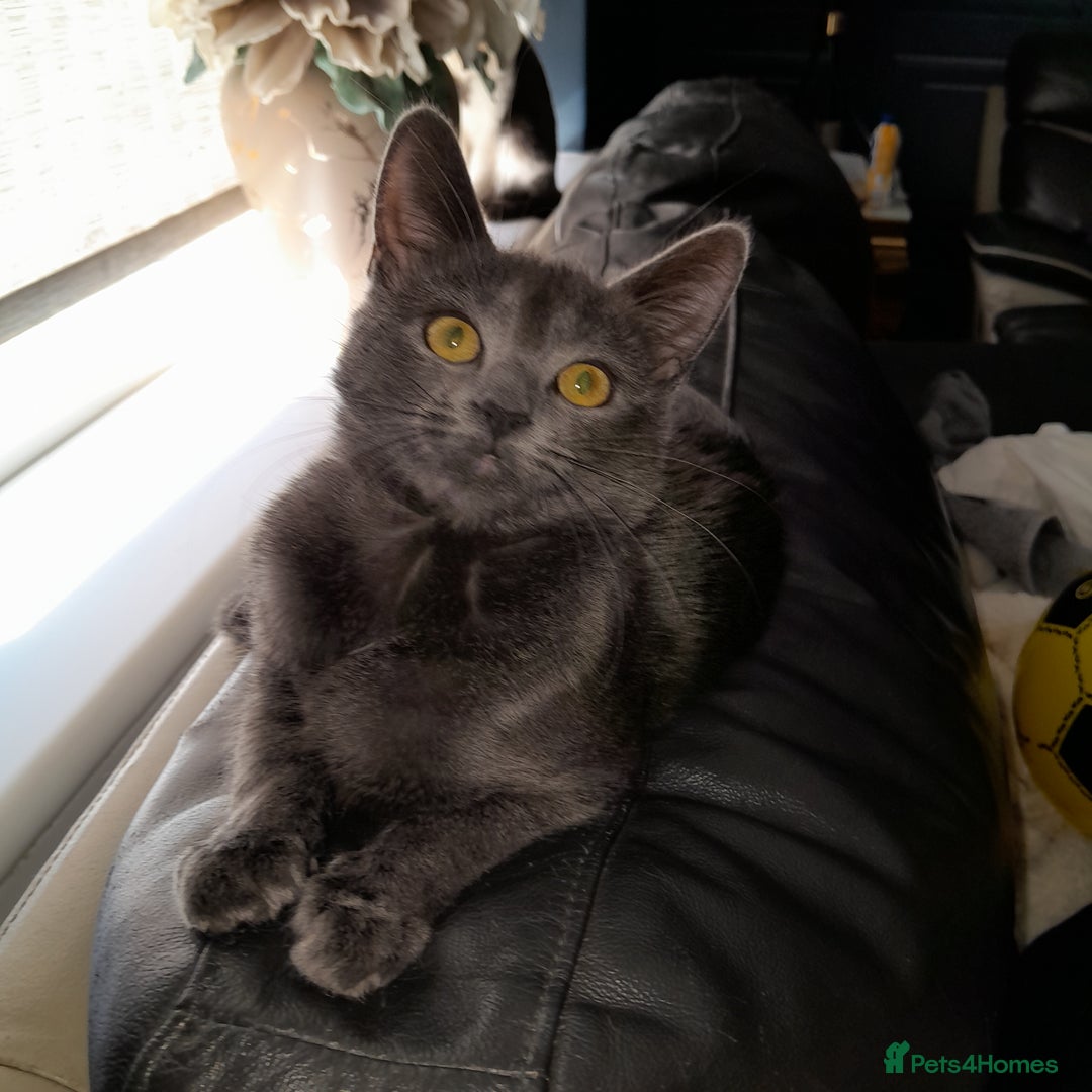 Oriental cats for sale: Two solid Blue Oriental mix girls - Advert 4