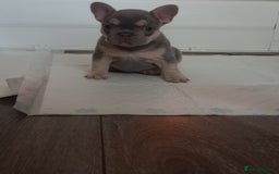 French Bulldog dogs for sale: £1250 KC Registered Quality Pups Ready To Go 30/08 - Image 3