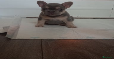 French Bulldog dogs - Advert 5