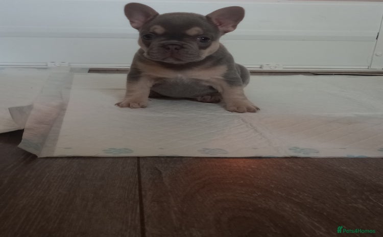 French Bulldog dogs - Advert 1