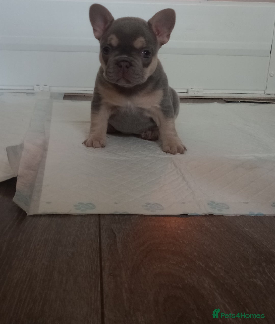 French Bulldog dogs for sale: £1250 KC Registered Quality Pups Ready To Go 30/08 - Image 3