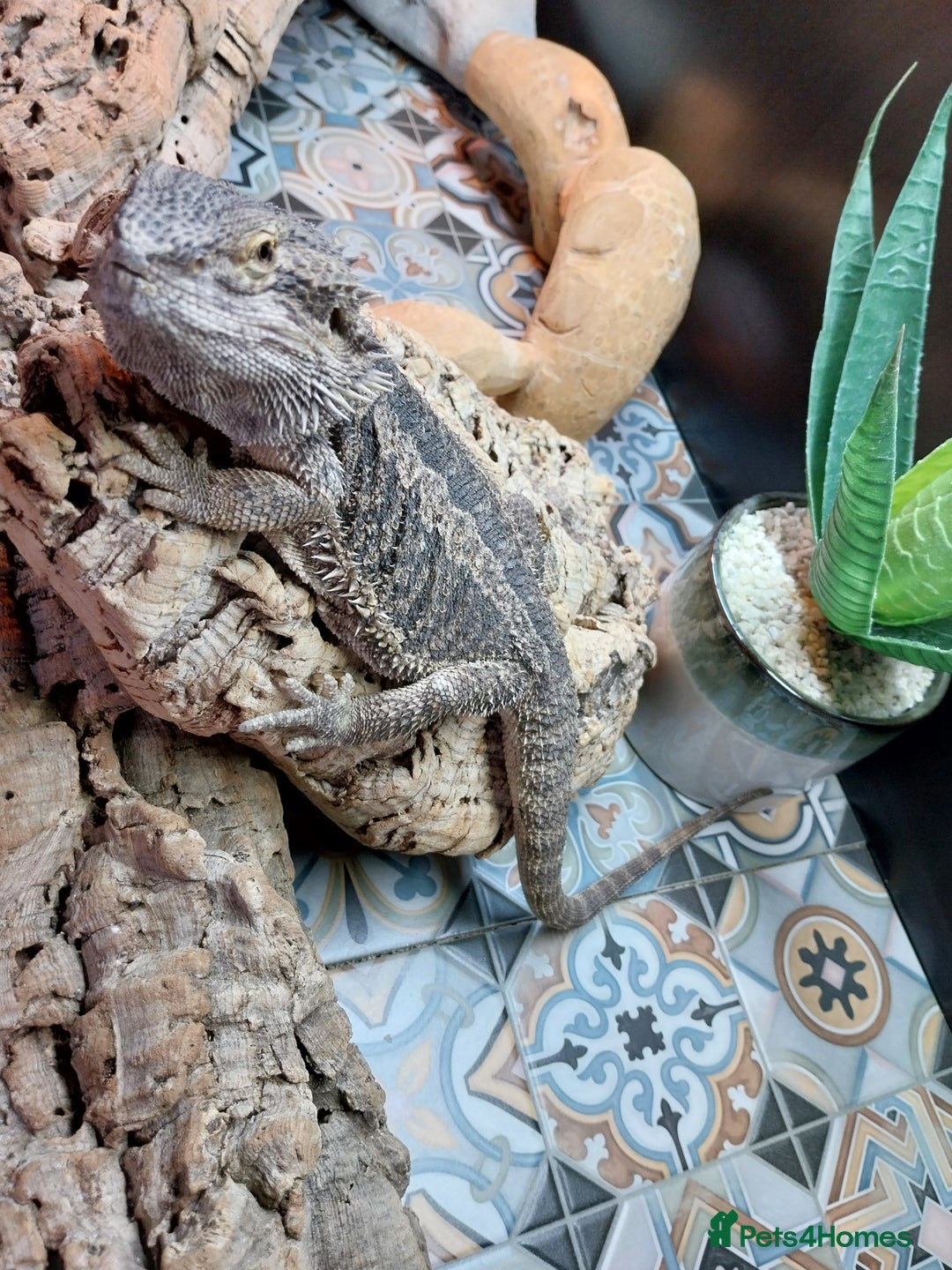 Bearded Dragon reptiles for sale: Male bearded dragon and full set up  - Image 3