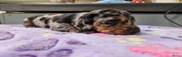 Miniature Dachshund dogs for sale: Stunning KC registered minature Dachshund - Advert 8
