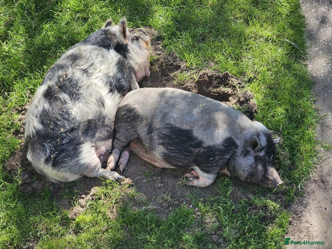 Pig livestock for sale: Re home Kune Kune and pot belly cross - Advert 3