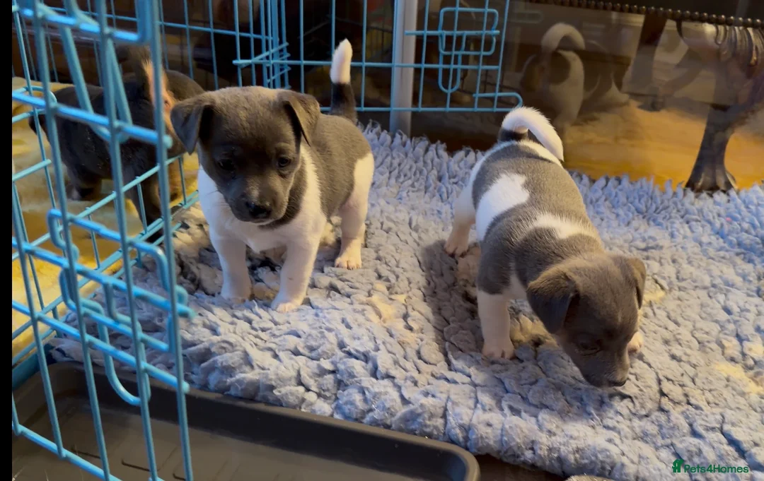 Jack Russell dogs for sale: Stunning blue and blue tri JRT pups - Advert 15