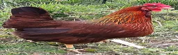 Chickens poultry for sale: POL Chickens stunning Purebreeds for sale in Callington - Advert 27