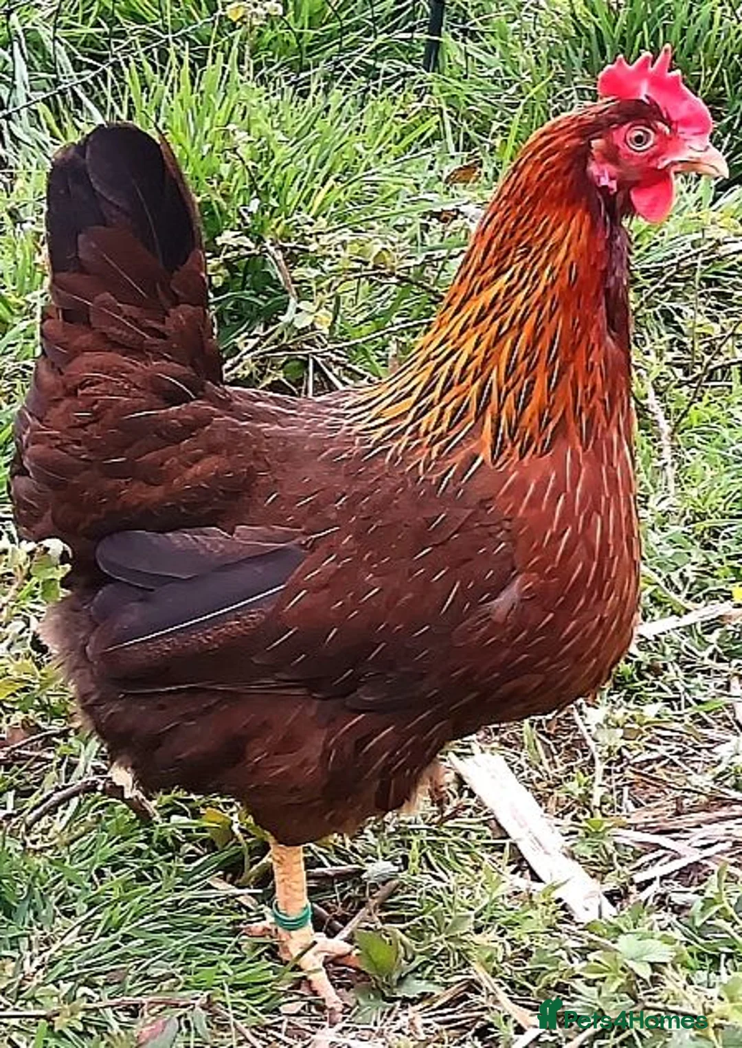 Chickens poultry for sale: POL Chickens stunning Purebreeds for sale in Callington - Advert 27