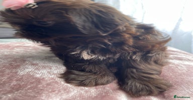 Shih Tzu dogs - Advert 5