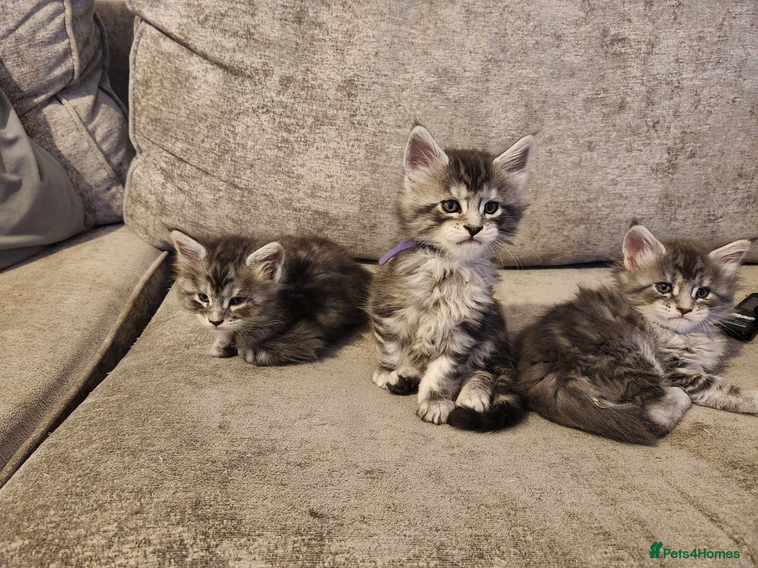 Maine Coon cats for sale: Maine coon kittens ready on 22/12/25 - Advert 11
