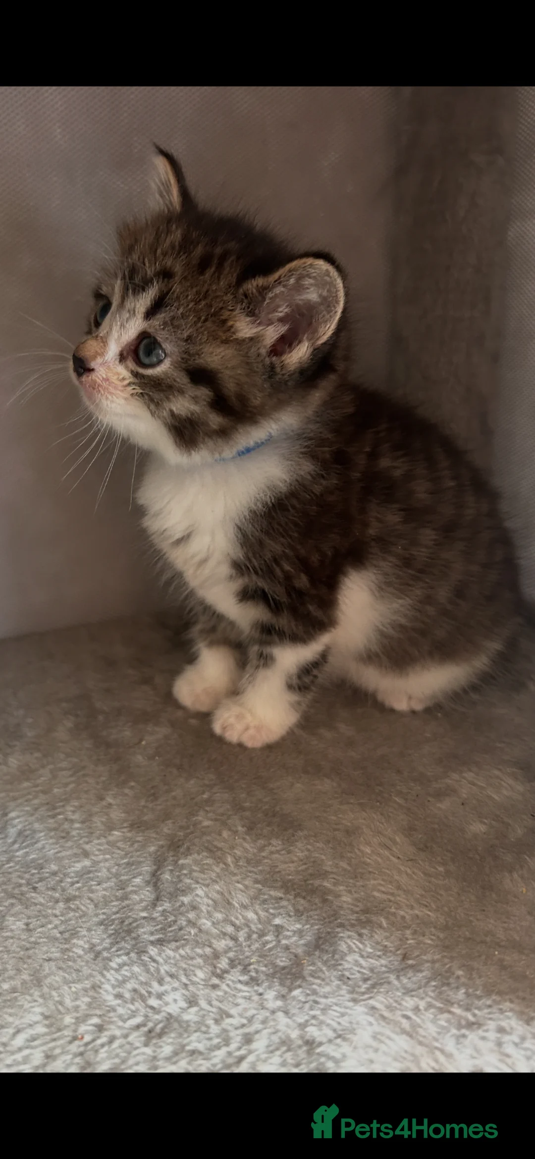 Mixed Breed cats for sale: Siamese x Maine coon kittens ready now.  - Advert 1